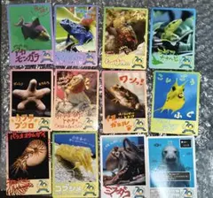 鳥羽水族館 コレクションカードVol.2 セイウチ - メルカリ