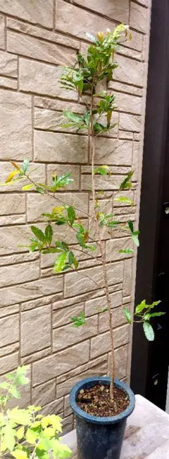 バンクシア グランディス 鉢植えK 苗 オージープランツ ドライガーデン
