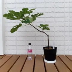 ビオレソリエス A12 実つき 黒イチジク 着果 3年生 大苗 鉢植え - メルカリ