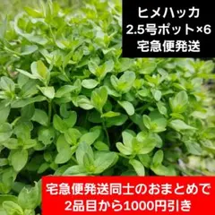 【ヒメハッカ】山野草ポット苗のサムネイル
