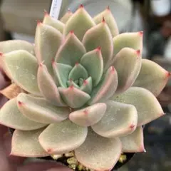 リンゼアナxざわわ 抜き苗 多肉植物 5㌢ポット おらいさん - メルカリ