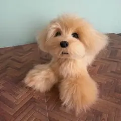 送料込み。お値下げ。トイプードルレッドちゃん。羊カット♡立ちポーズ