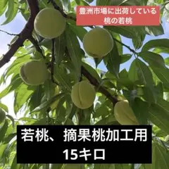 10Kg 】大きいサイズ 青マンゴー（摘果マンゴー）沖縄産 本日ラスト1点