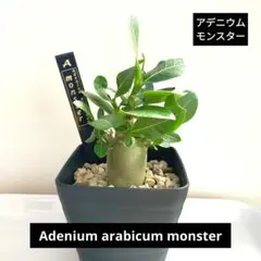 アデニウム アラビカム モンスター プラ鉢&プランツタグ付き №2