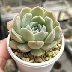 67♥七福神♥ 根あり 抜き苗 多肉植物 - メルカリ