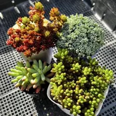 多肉植物　つぶつぶセット　メルカリ便
