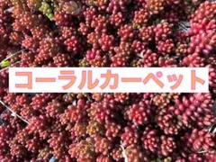 しゅんくる様 リクエスト 3点 まとめ商品