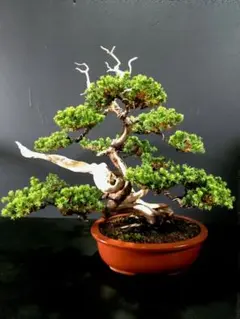 樹高18㎝　逸品❗️極小葉　チリメンカズラ　小品　盆栽　真柏　黒松　五葉松　赤松 樹高18㎝ 逸品❗️極小葉 チリメンカズラ 小品 盆栽 真柏 黒松 五葉松
