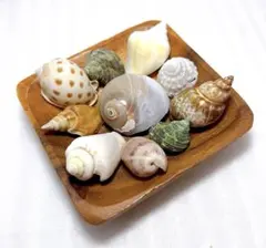 ヤドカリ貝殻 M〜Lサイズ位 大きめ入りヤドカリさんの宿替えに♪10個セット