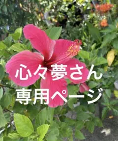 Cocco × またよしネックレス・チャームセット8月1日限定専用出品