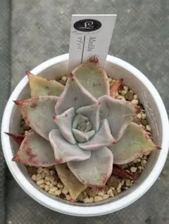 マディバ 多肉植物 抜き苗 - メルカリ