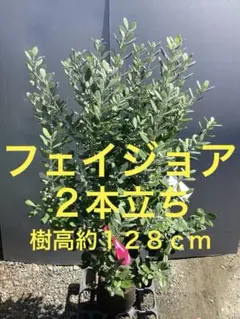 超絶品。フェイジョアクーリッジ本株立ち1.5M(鉢底から) ☆実つき
