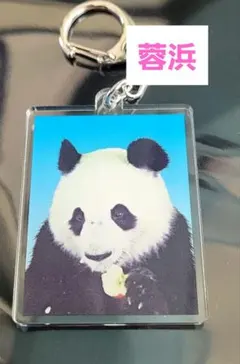 アドベンチャーワールド パンダ 証明写真 キーホルダー 5種セット