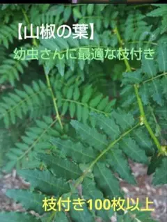 ②朝倉山椒実生苗 ネコポス発送 - メルカリ