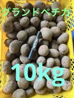 長崎県産 デストロイヤー グランドペチカ 箱込み10キロ - メルカリ