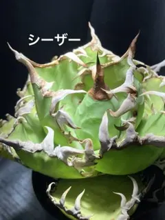 シーザー 良株 鉢ごと発送 ネームタグ付のサムネイル