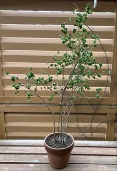 山採りミツバツツジ 6/7⑨H195cm W65cm 23 - メルカリ