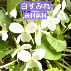 みったん様 リクエスト 2点 まとめ商品