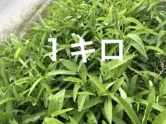新鮮空芯菜１キロ(今日限り)のサムネイル
