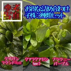 2026年最新】ブセファランドらの人気アイテム - メルカリ