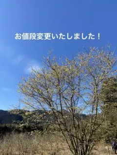 TWICE タオル 大阪 2023年イベント