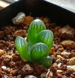 ハオルチア オブツーサ 小苗