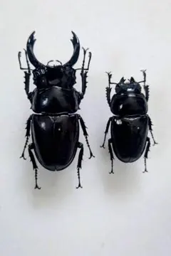2026年最新】レギウスオオツヤクワガタの人気アイテム - メルカリ