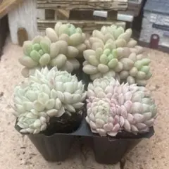 プラグ苗4苗セット　エケベリア　韓国苗