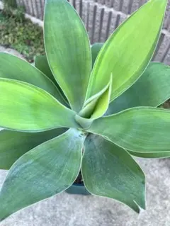 ⭐アガベ ・アテナータ(特大)⭐ セール‼︎ 大株です！ 幹立ち アガベ『アテナータ』 | Planet Plants