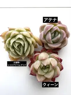 2026年最新】白蓮華×シャビアナペレグリナの人気アイテム - メルカリ