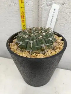 【サボテン】ギムノカリキウム バッテリーのサムネイル