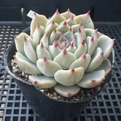 2025年最新】優木園の人気アイテム - メルカリ