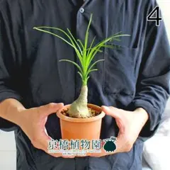 2025年最新】トックリラン ポニーテールの人気アイテム - メルカリ