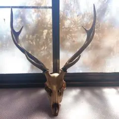 2026年最新】鹿の頭骨の人気アイテム - メルカリ