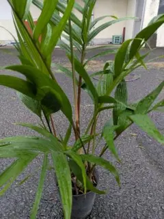 観葉植物 ヤシの木 ピナンガヤシ鉢植えのサムネイル
