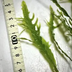 2026年最新】ミクロソリウムトライデントの人気アイテム - メルカリ