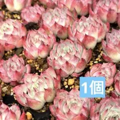 ころにゃん様 リクエスト 2点 まとめ商品