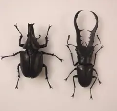 いきもの大図鑑　メタリフェルホソアカクワガタ（黒）ヒメカブトセット