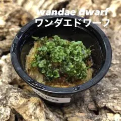 2025年最新】ビカクシダ ドワーフの人気アイテム - メルカリ