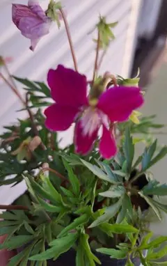 フー様 リクエスト 3点 まとめ商品