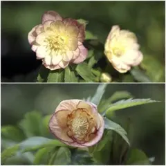 クリスマスローズ 開花予定苗 DD蜃気楼×SD蜃気楼 クリスマスローズ 開花予定苗 DD蜃気楼×SD蜃気楼 - メルカリ