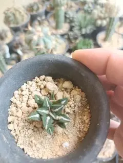 綿毛多め　黒牡丹　実生　自家繁殖苗サボテン　多肉植物 綿毛多め 黒牡丹 実生 自家繁殖苗サボテン 多肉植物