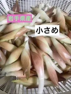 岩手県産　茎長め小ぶりの夏ミョウガ　600gのサムネイル