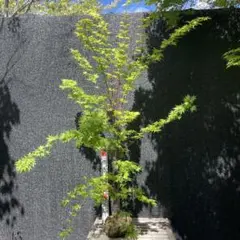 桂（カツラ）植木 庭木 【品番3545】 - メルカリ