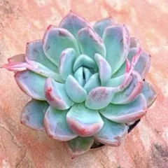 多肉植物 エンジェルフィンガー カット苗 - メルカリ