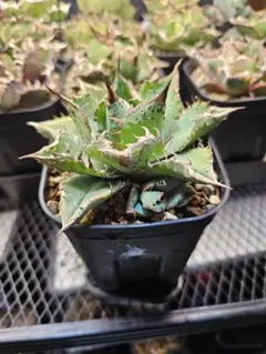 アガベ チタノタ 皇冠 2 Agave 悪魔 ブツブツ - メルカリ