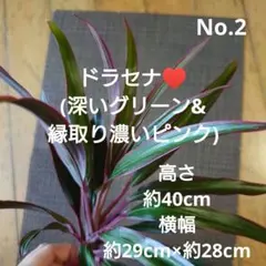 No.2【観葉植物】ドラセナ(深いグリーン&縁取り濃いピンク)♥️高さ約40cm