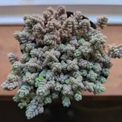 多肉植物寄せ植え　ダシフィルム抜き苗