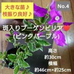 ブーゲンビリア　斑入り　希少　No972 　らくらくメルカリ便発送‼️ ブーゲンビリア 斑入り 希少 No972 らくらくメルカリ便発送