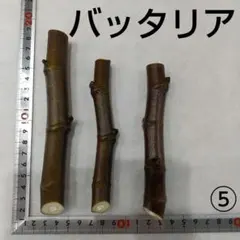 2026年最新】イチヂク穂木の人気アイテム - メルカリ